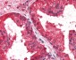 CREB3L4 / AIBZIP Antibody (C-Terminus)